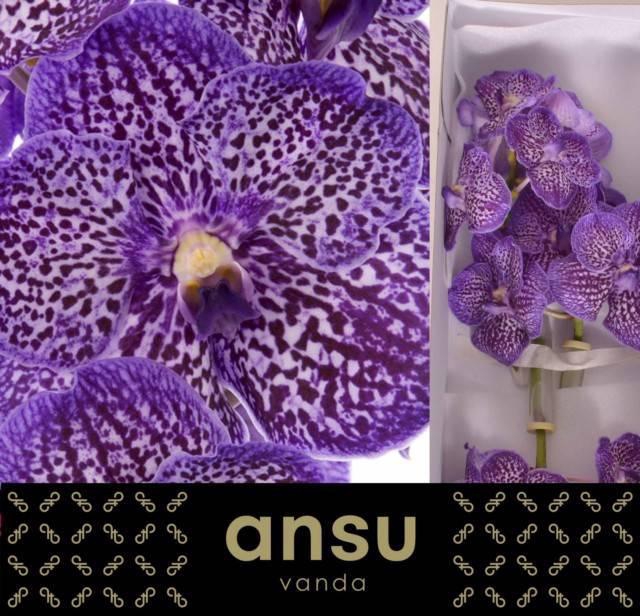 <h4>VANDA SU EXOT PURPLE</h4>