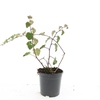 Rubus tricolor