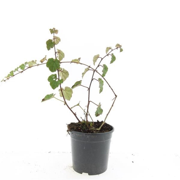 Rubus tricolor