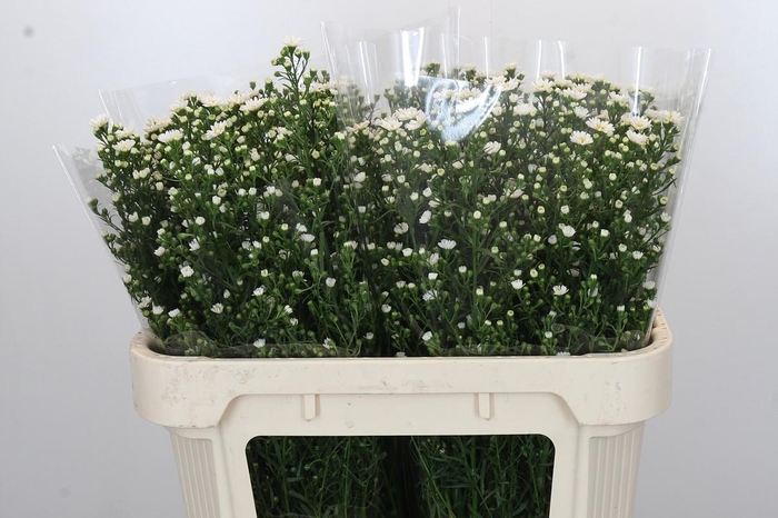 <h4>Aster Paquita</h4>