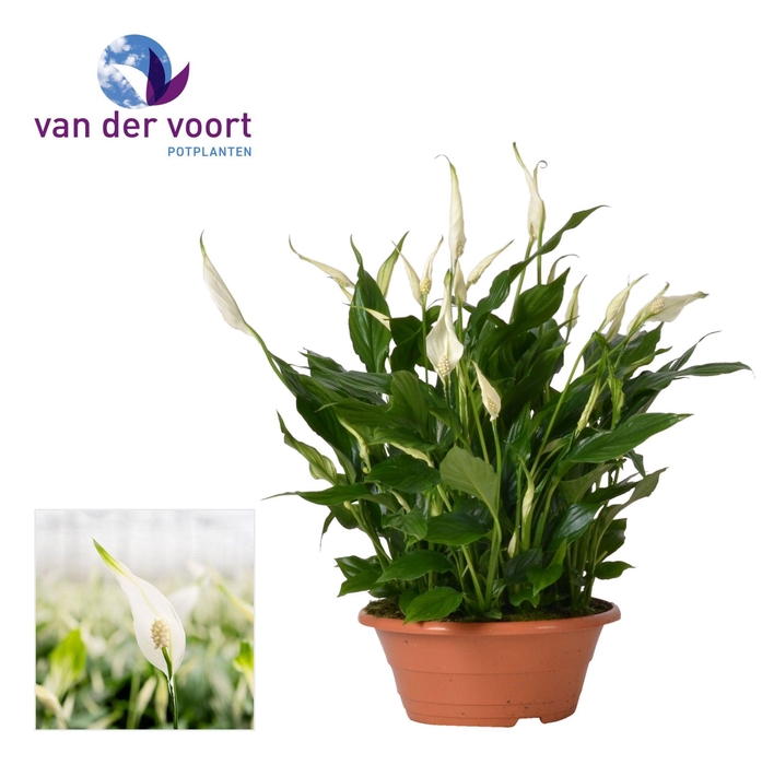<h4>Spathiphyllum 23 cm Bellini schaal zonder hoes</h4>