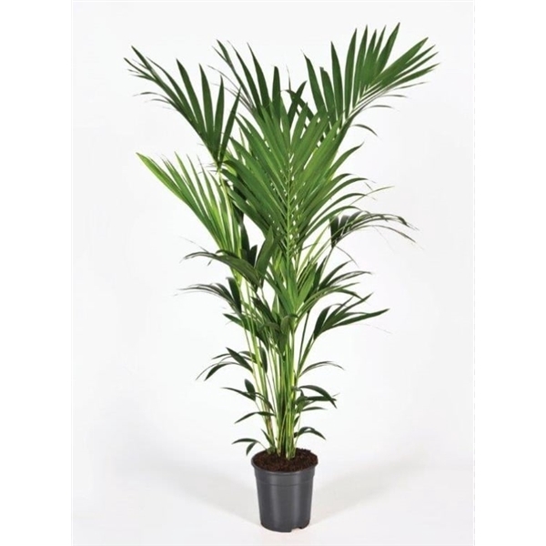 <h4>Howea forsteriana 160cm (Kentia)</h4>