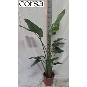 STRELITZIA NICOLAI
