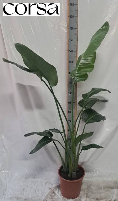 <h4>STRELITZIA NICOLAI</h4>