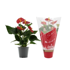 Anthurium Success Red in Couture Christmas sleeve