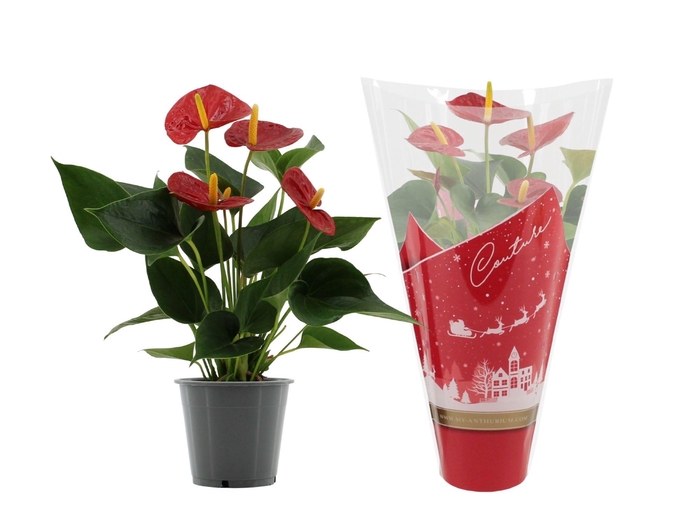 <h4>Anthurium Success Red in Couture Christmas sleeve</h4>