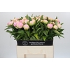 Paeonia Pink Giant