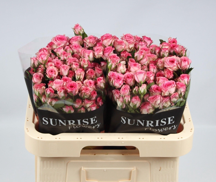 <h4>R TR TRALALA</h4>