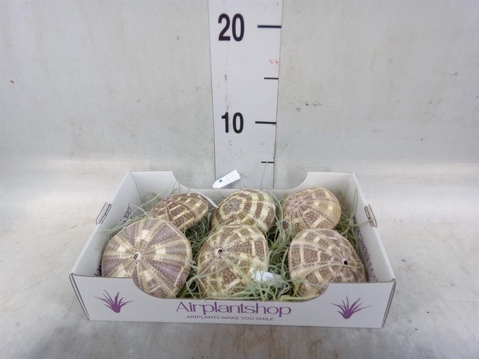 <h4>Tillandsia usneoides</h4>