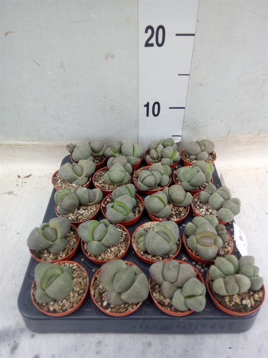 <h4>Lithops spp.</h4>