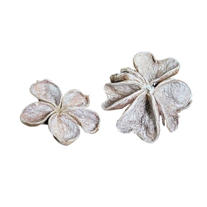 Land lotus wash wit