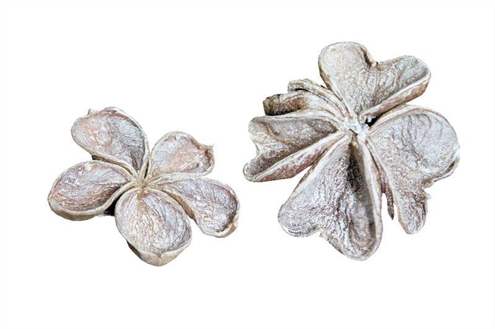 <h4>Land lotus wash wit</h4>