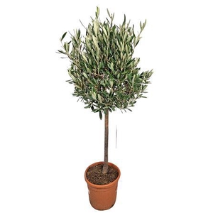 Olea Europaea Stem - 1241