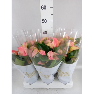 Anthurium  'Matata'