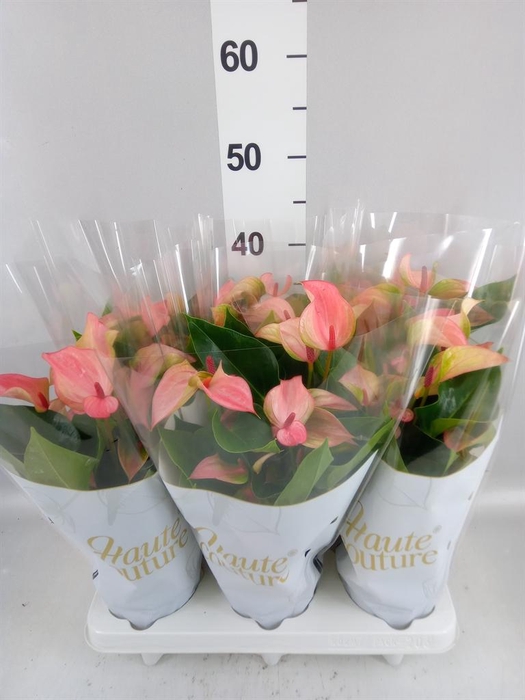 <h4>Anthurium  'Matata'</h4>