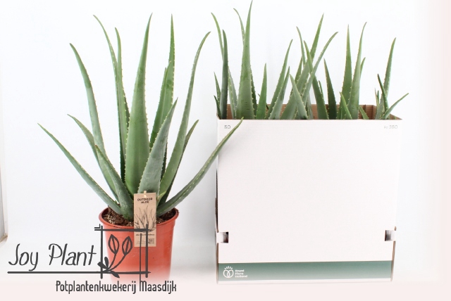 <h4>ALOE VERA</h4>