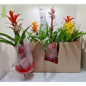 ARR GUZMANIA