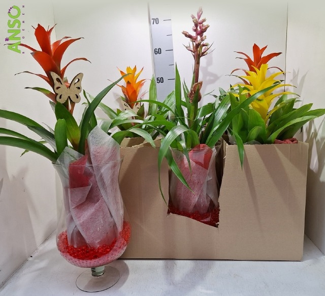 ARR GUZMANIA