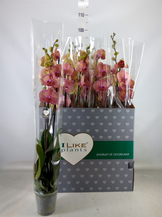 <h4>Phalaenopsis  'Golden Leopard'</h4>