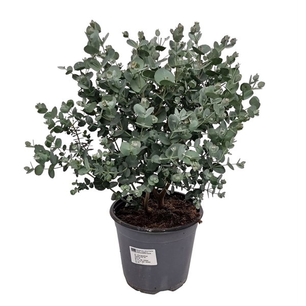 <h4>Eucalyptus Gunnii Bush</h4>