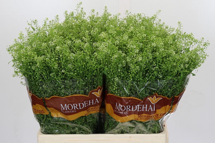 <h4>Lepidium Green Bell</h4>