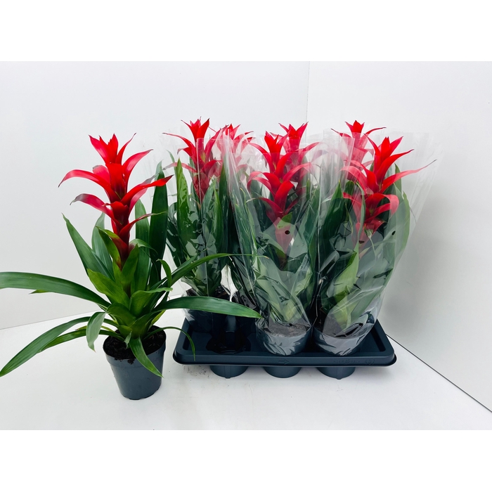 <h4>GUZM ROSTARA</h4>