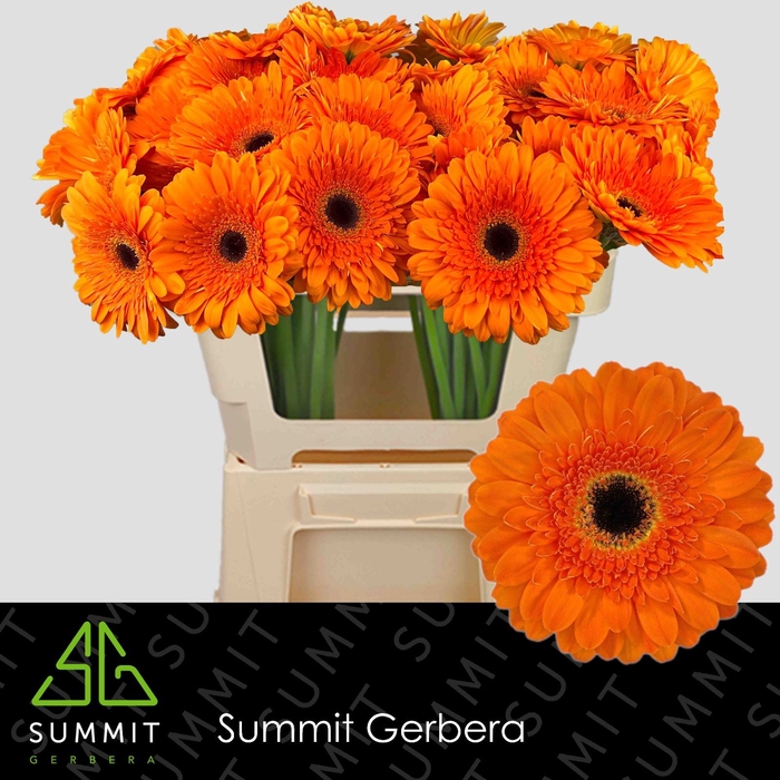 <h4>Gerbera Bonanaza Lang Gelijk 56cm Water x40</h4>