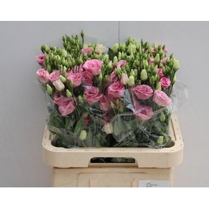 EUS G ROSI ROSE PINK