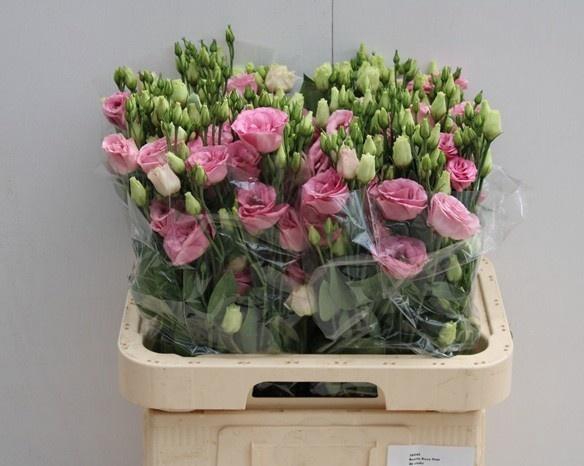 <h4>EUS G ROSI ROSE PINK</h4>