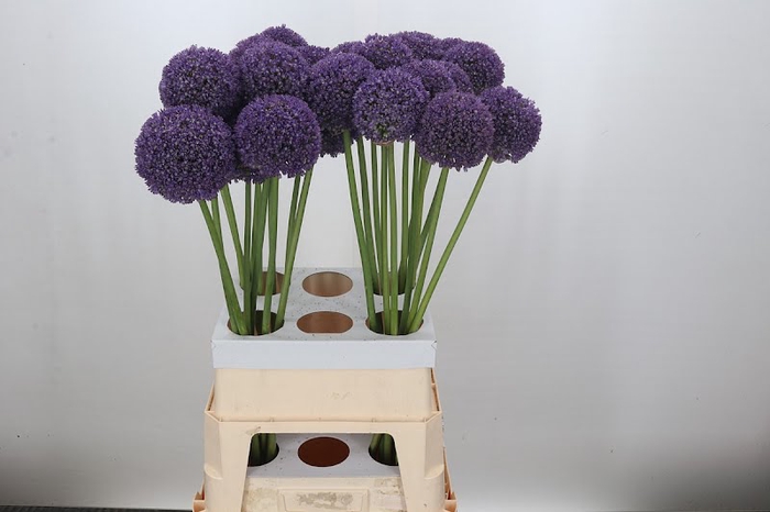 Allium Ambassador