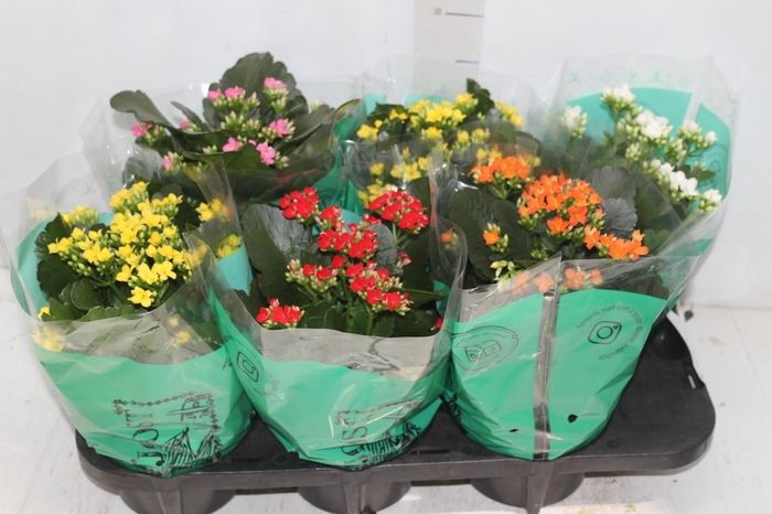 <h4>KALANCHOE P15</h4>