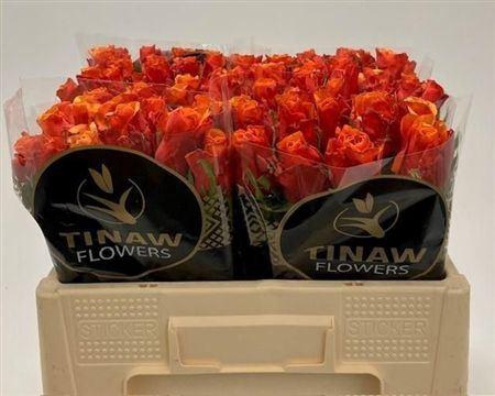 <h4>R Gr Espana</h4>