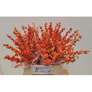ILEX VE OUDIJ ORANGE