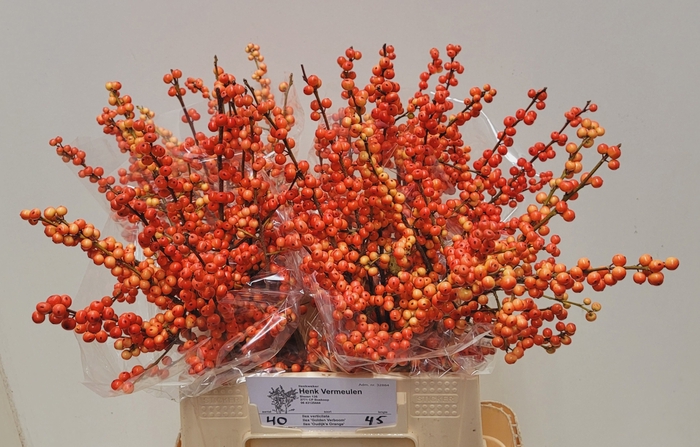 <h4>ILEX VE OUDIJ ORANGE</h4>