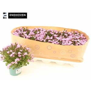 CAMP PORTENSCHLAGIAN PINK