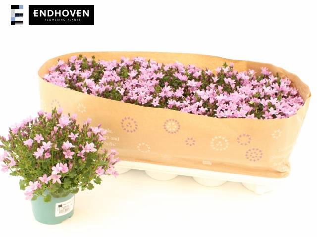 <h4>CAMP PORTENSCHLAGIAN PINK</h4>