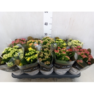 Kalanchoe blos. 'RoyalDon'   ..mix