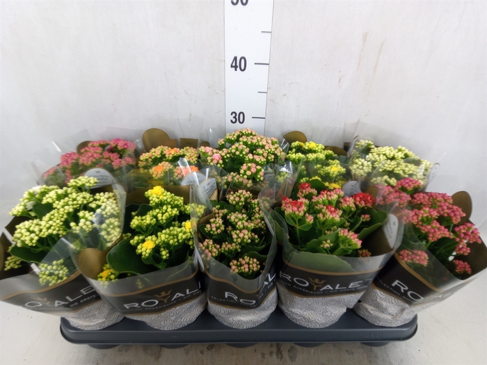 Kalanchoe blos. 'RoyalDon'   ..mix