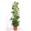 Epipremnum pinnatum Aureum