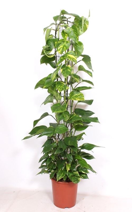 Epipremnum pinnatum Aureum