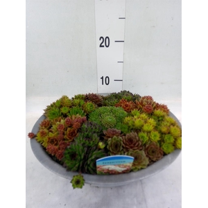 Sempervivum   ...