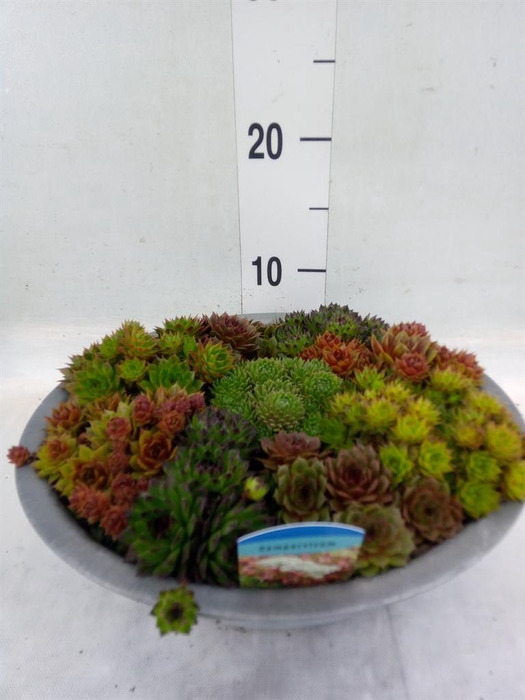 <h4>Sempervivum   ...</h4>
