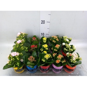 Arr.   Planten L%