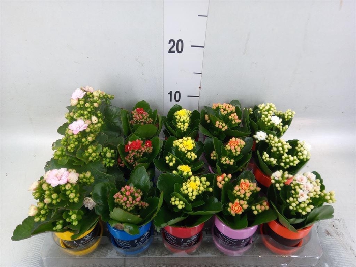 <h4>Arr.   Planten L%</h4>