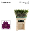 ALSTR MORADO Decorum