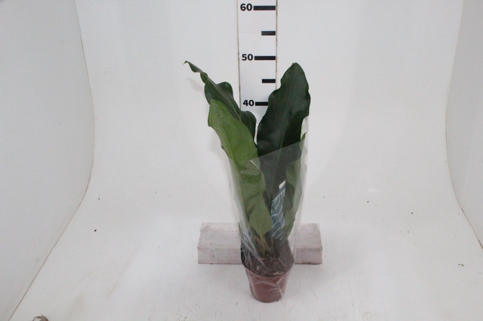 <h4>ANTHURIUM PLOWMANII P12</h4>