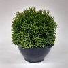 RHIPSALIS C18