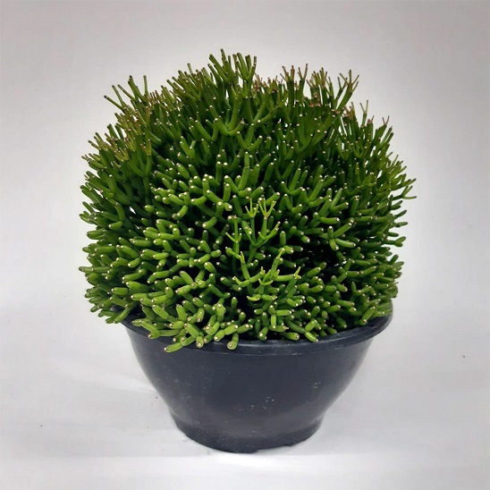 RHIPSALIS C18