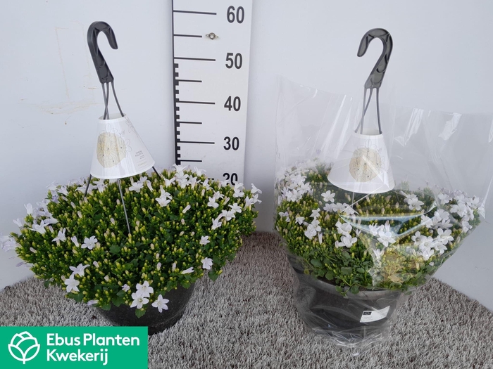 <h4>CAMP POR KANE</h4>