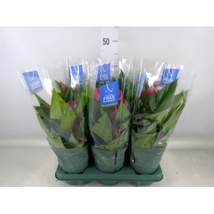 Anthurium andr. 'Pure Purple'